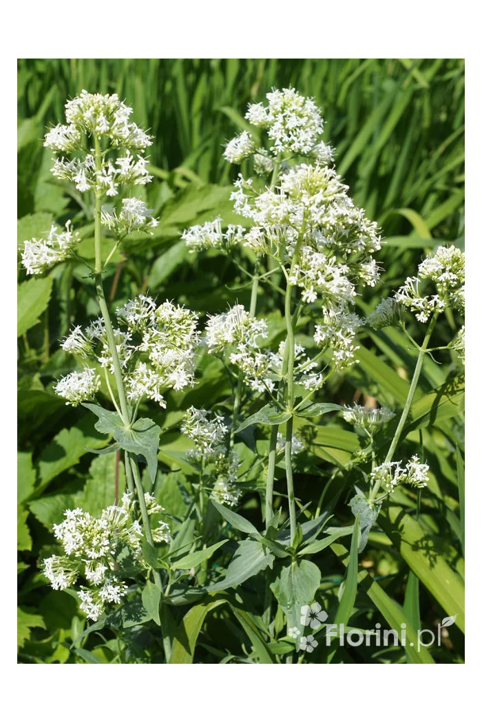 Ostrogowiec czerwony 'Album' | Centranthus ruber