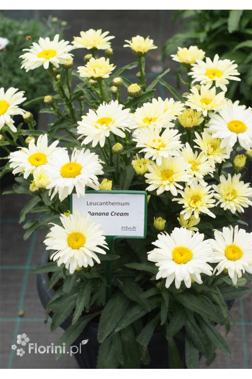 Złocień 'Banana Cream' | Leucanthemum x superbum