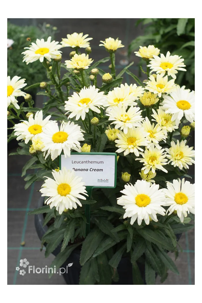 Złocień 'Banana Cream' | Leucanthemum x superbum