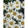 Złocień wielki Dwarf Snow Lady, Leucanthemum x superbum