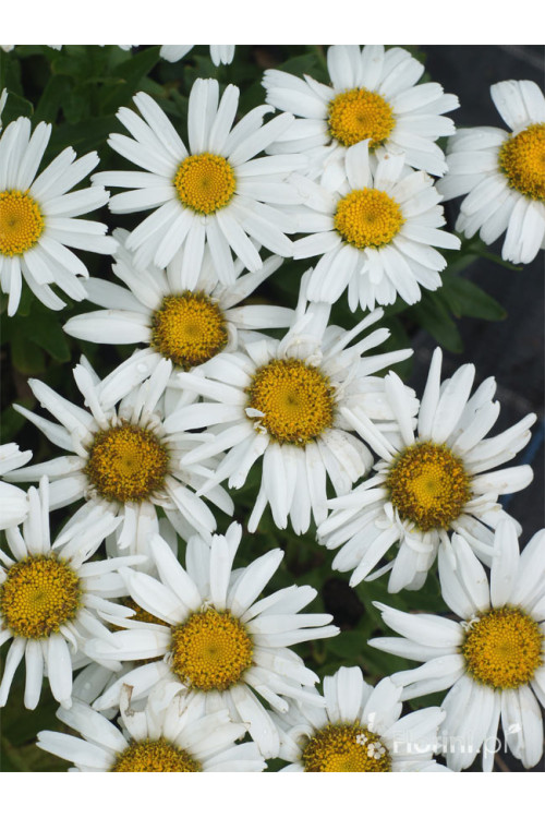Złocień wielki Dwarf Snow Lady, Leucanthemum x superbum