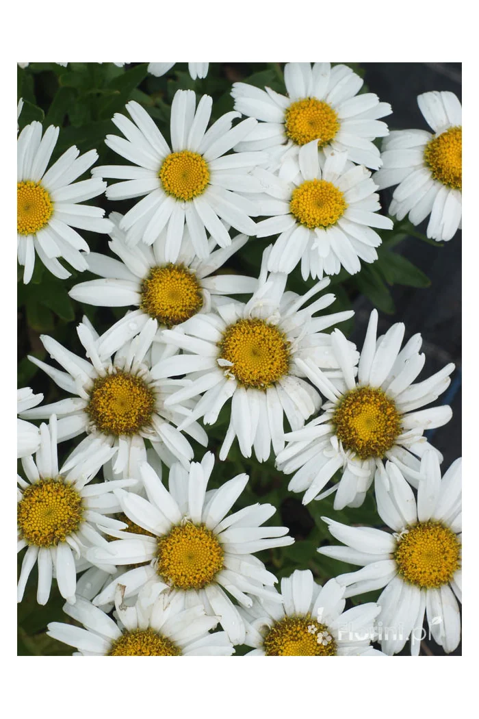 Złocień wielki Dwarf Snow Lady, Leucanthemum x superbum