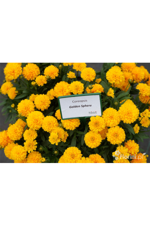 Nachyłek wielkokwiatowy 'Solana Golden Sphere' | Coreopsis grandiflora