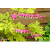 Serduszka okazała 'Gold Heart' | Dicentra spectabilis