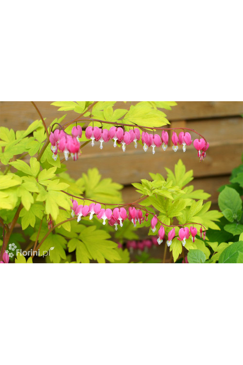 Serduszka okazała 'Gold Heart' | Dicentra spectabilis