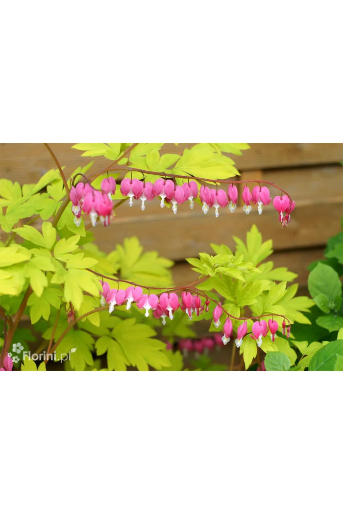 Serduszka okazała 'Gold Heart' | Dicentra spectabilis