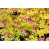 Serduszka okazała 'Gold Heart' | Dicentra spectabilis