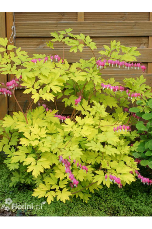 Serduszka okazała 'Gold Heart' | Dicentra spectabilis