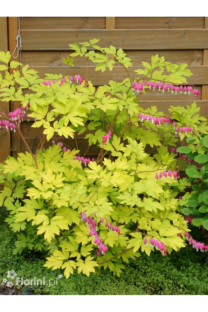 Serduszka okazała 'Gold Heart' | Dicentra spectabilis