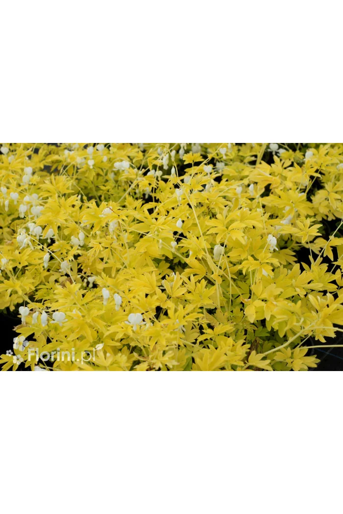 Serduszka 'White Gold' | Dicentra