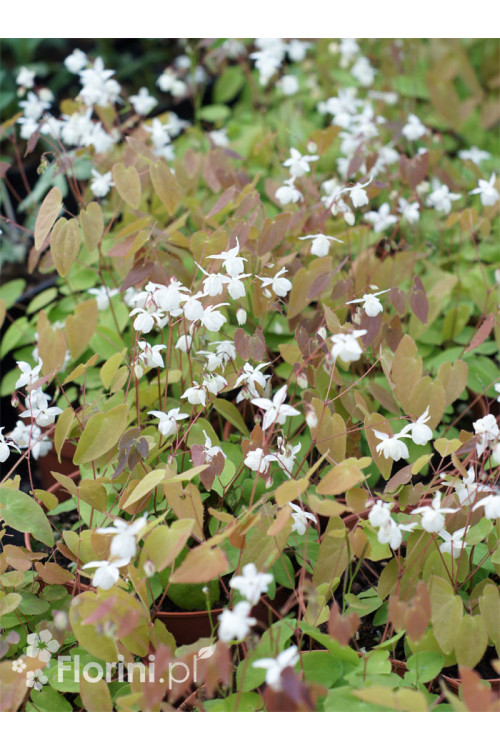 Epimedium Younga 'Niveum' | Epimedium x youngianum
