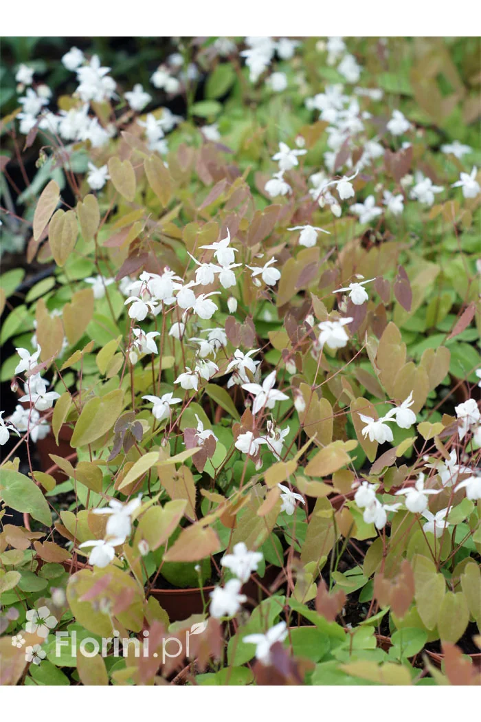Epimedium Younga 'Niveum' | Epimedium x youngianum