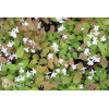 Epimedium Younga 'Niveum' | Epimedium x youngianum