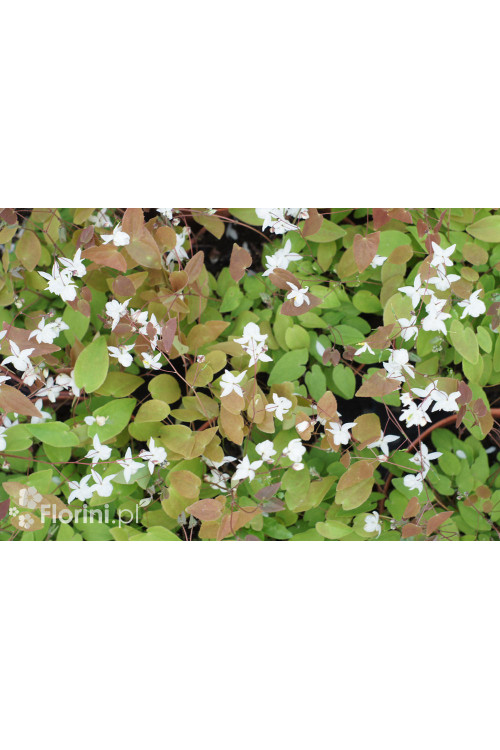 Epimedium Younga 'Niveum' | Epimedium x youngianum