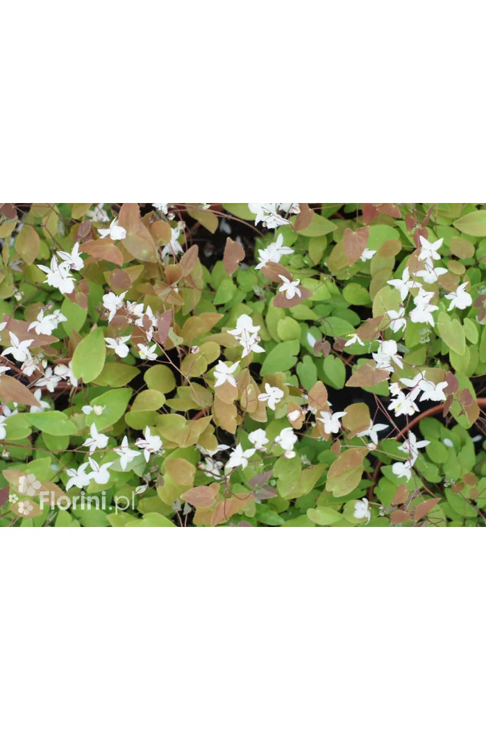 Epimedium Younga 'Niveum' | Epimedium x youngianum