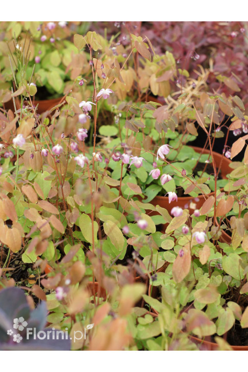 Epimedium 'Roseum' Epimedium youngianum