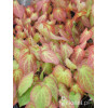 Epimedium czerwone | Epimedium rubrum