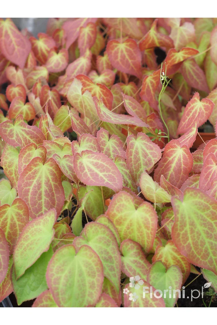 Epimedium czerwone | Epimedium rubrum