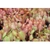 Epimedium czerwone | Epimedium rubrum