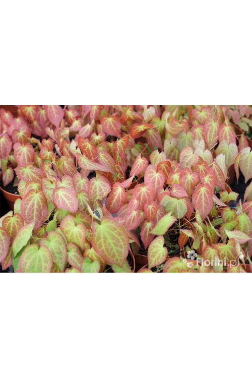 Epimedium czerwone | Epimedium rubrum