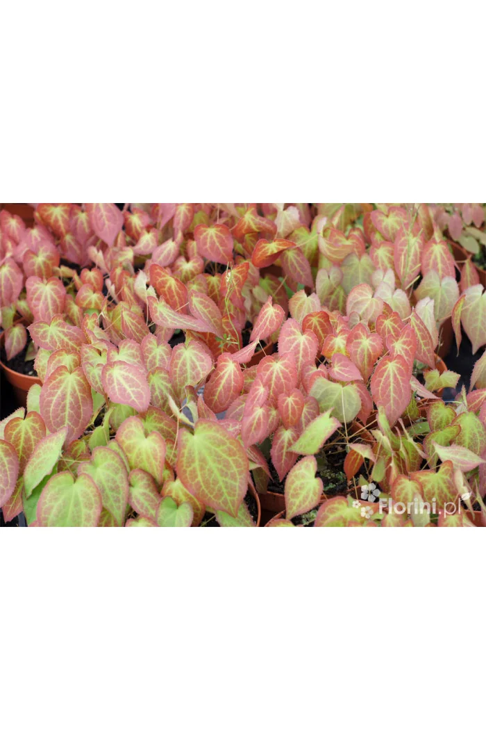 Epimedium czerwone | Epimedium rubrum