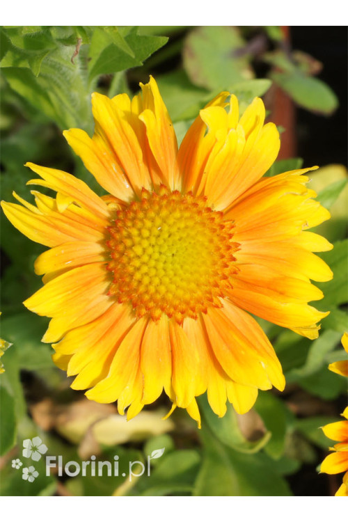 Gaillardia oścista 'Arizona Apricot' Gaillardia aristata