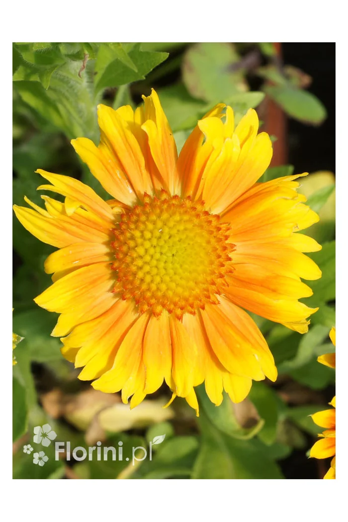 Gaillardia oścista 'Arizona Apricot' Gaillardia aristata