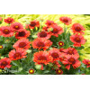 Gailardia 'SpinTop Red' | Gaillardia