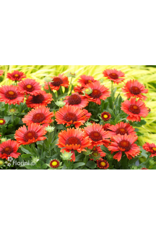 Gailardia 'SpinTop Red' | Gaillardia