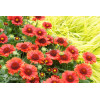 Gailardia 'SpinTop Red' | Gaillardia
