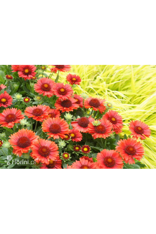 Gailardia 'SpinTop Red' | Gaillardia