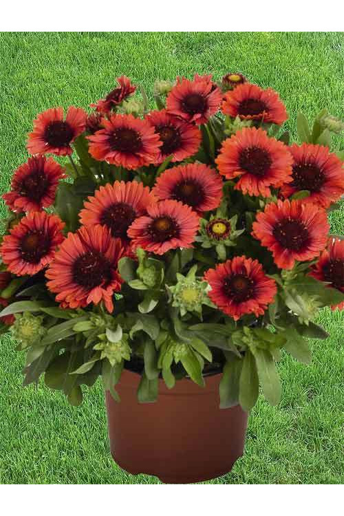 Gailardia 'SpinTop Red' | Gaillardia