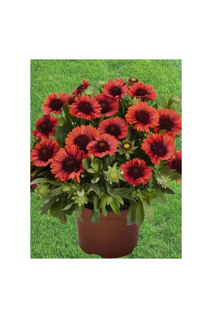 Gailardia 'SpinTop Red' | Gaillardia