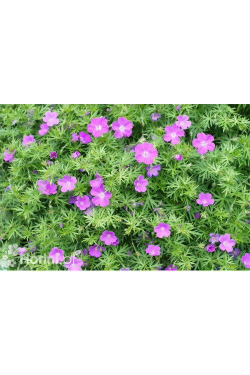 Bodziszek czerwony 'Vision Violet' | Geranium sanguineum