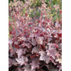 Żurawka 'Melting Fire' | Heuchera