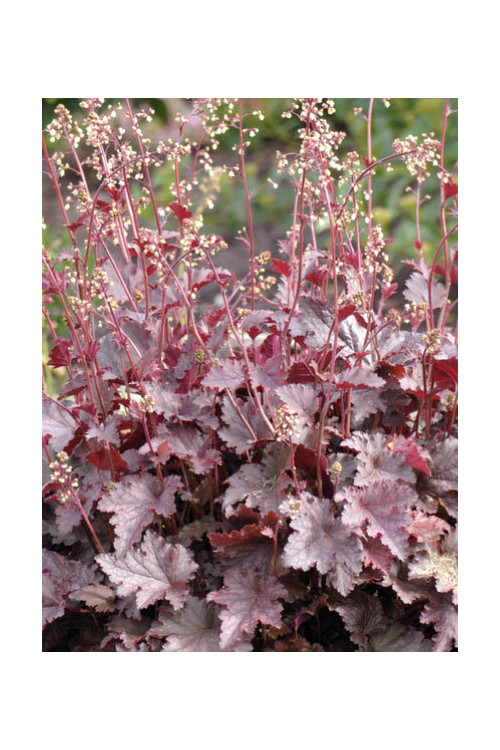 Żurawka 'Melting Fire' | Heuchera