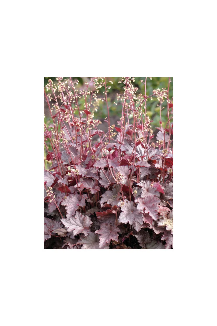 Żurawka 'Melting Fire' | Heuchera