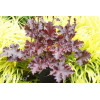 Żurawka 'Melting Fire' | Heuchera