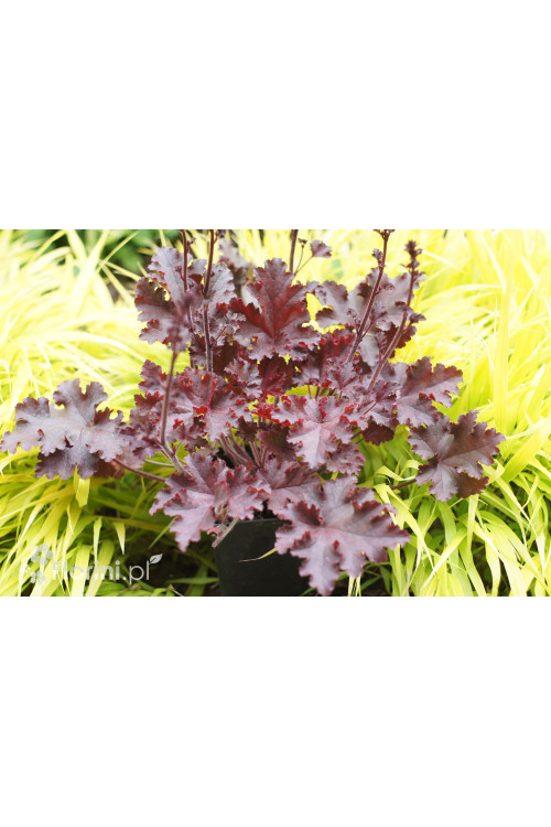 Żurawka 'Melting Fire' | Heuchera