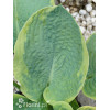 Funkia 'Tokudama Flavocircinalis' Hosta