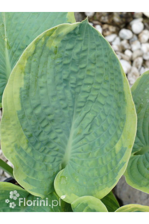 Funkia 'Tokudama Flavocircinalis' Hosta
