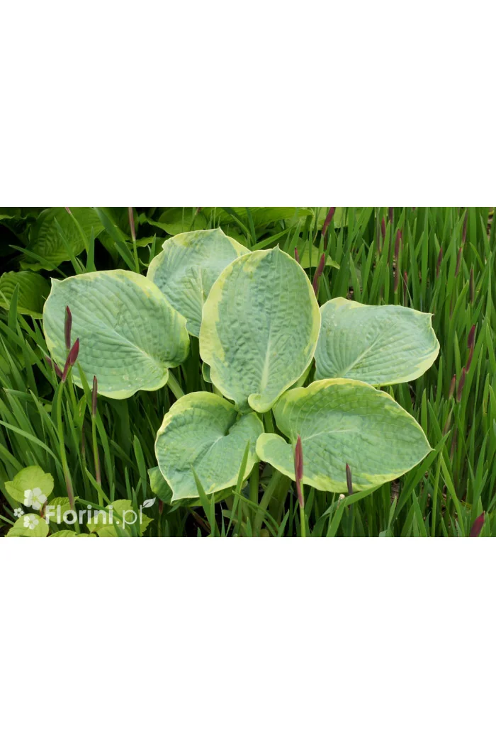 Funkia 'Tokudama Flavocircinalis' Hosta