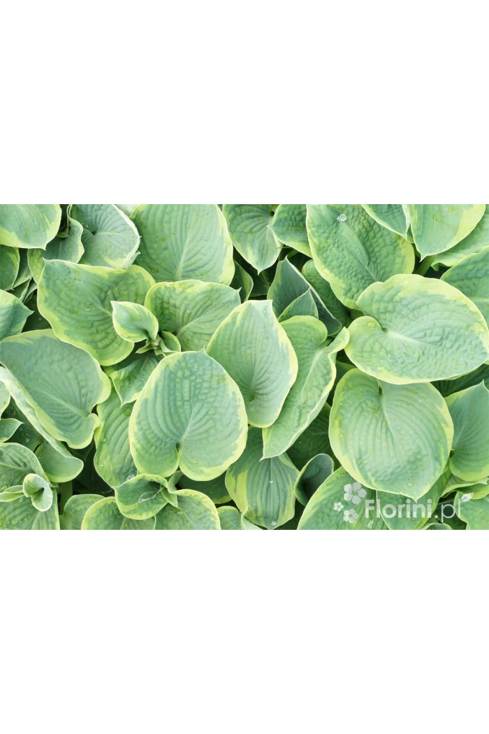 Funkia 'Tokudama Flavocircinalis' Hosta