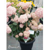 Hortensja drzewiasta 'Pink Anabelle' | Hydrangea arborescens
