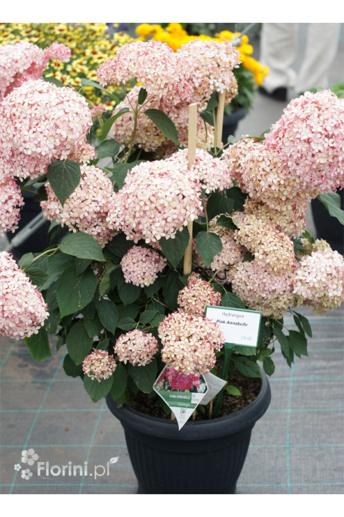 Hortensja drzewiasta 'Pink Anabelle' | Hydrangea arborescens