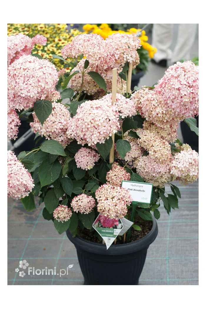 Hortensja drzewiasta 'Pink Anabelle' | Hydrangea arborescens
