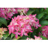 Hortensja ogrodowa 'Tovelit' Hydrangea macrophylla