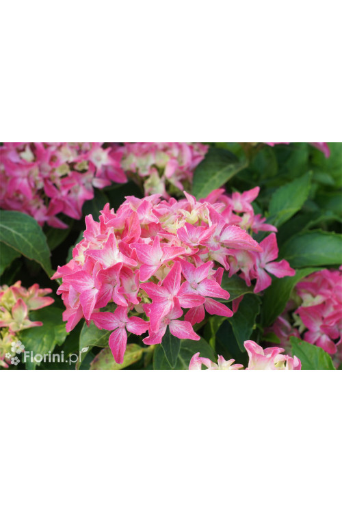 Hortensja ogrodowa 'Tovelit' Hydrangea macrophylla