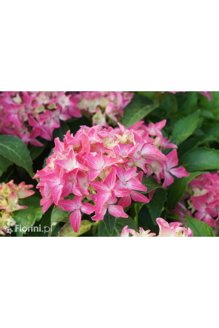 Hortensja ogrodowa 'Tovelit' Hydrangea macrophylla