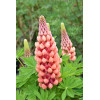 Łubin 'Salmon Star' | Lupinus